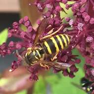 Image de Vespula koreensis (Rad. 1887)