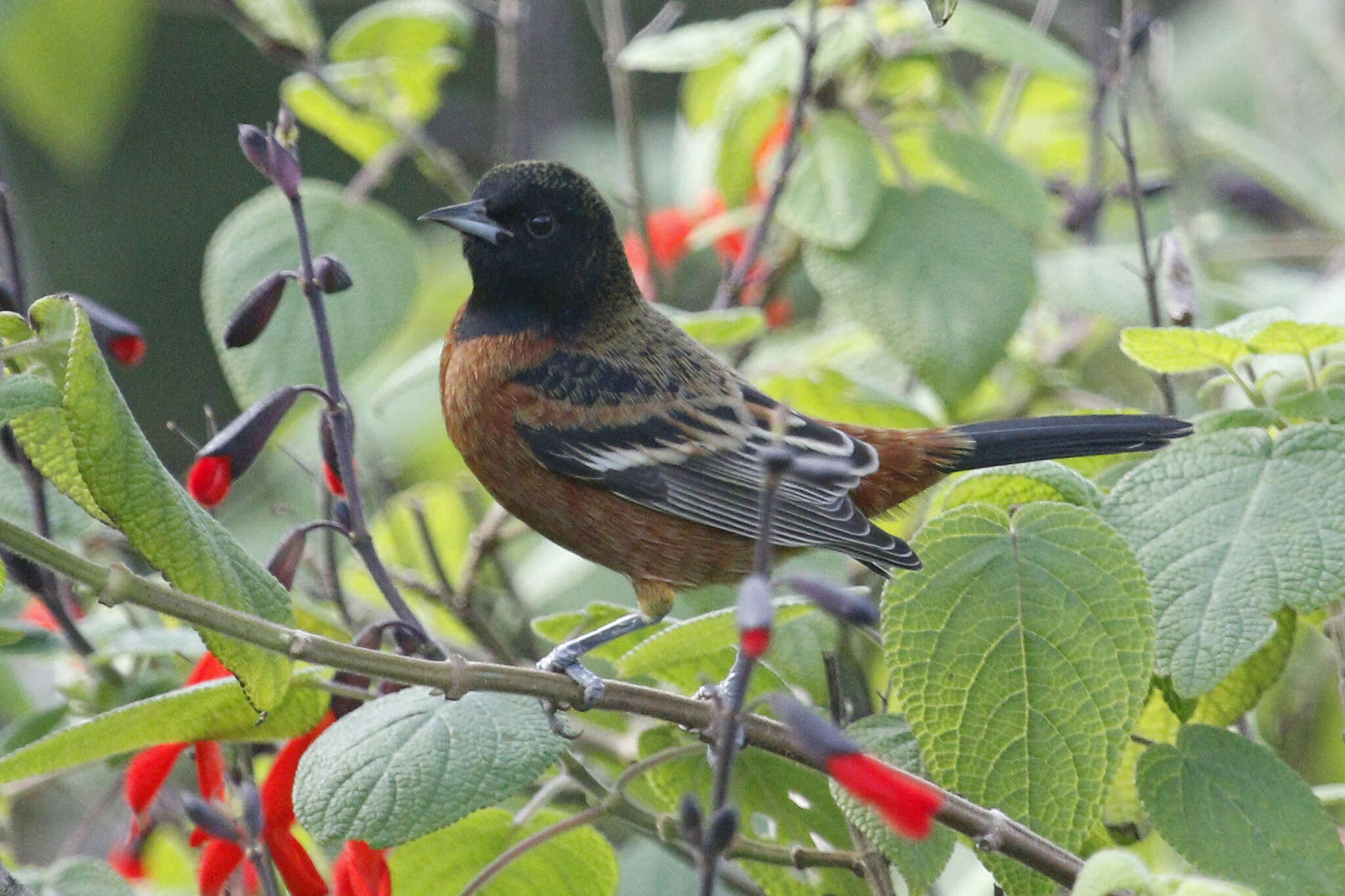 Image of Orchard Oriole