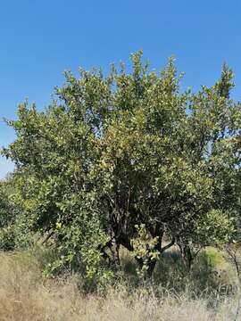 Imagem de Combretum apiculatum Sond.