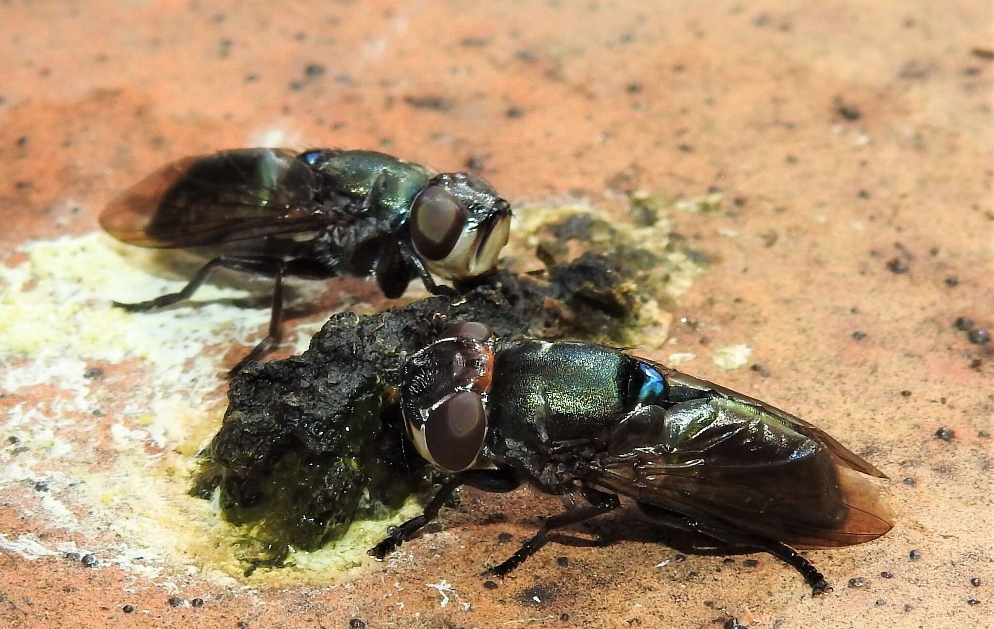 Image of Duomyia obscura Walker 1849