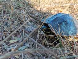 Image of Malayan snail-eating turtle