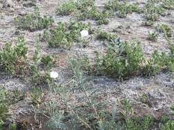 Image of southwestern pricklypoppy