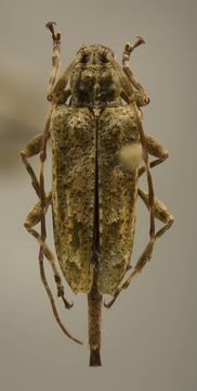 Image of <i>Sympleurotis wappesi</i> Júlio & Monné 2005