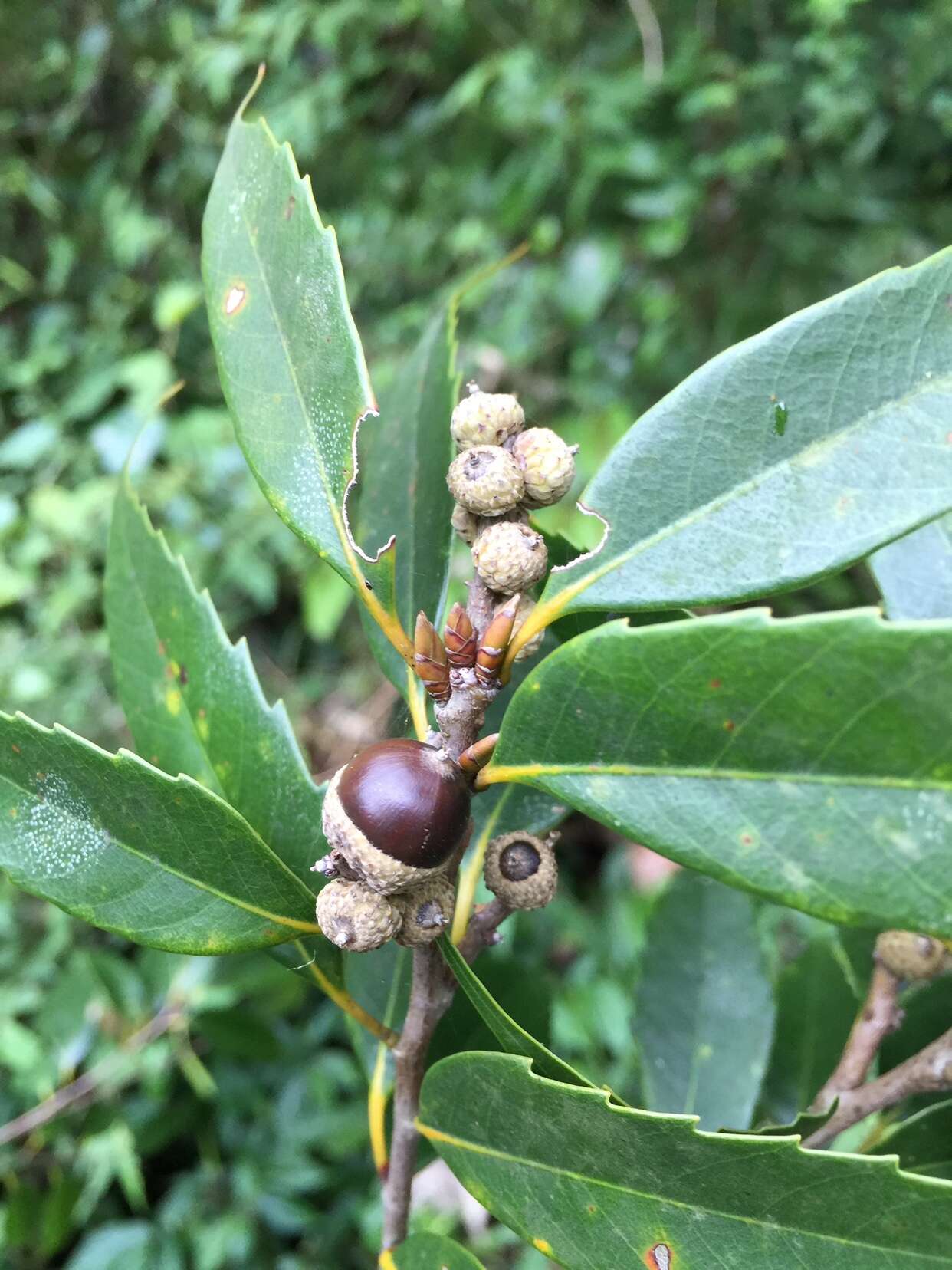 Lithocarpus uraianus (Hayata) Hayata的圖片