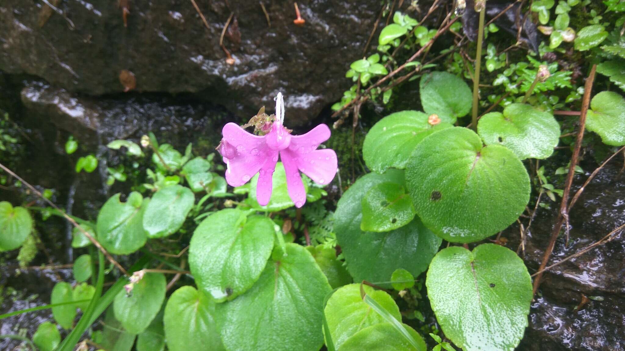 Image of Impatiens scapiflora Heyne