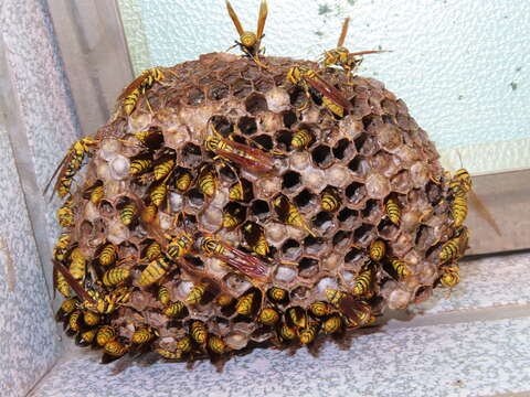 Image of Polistes rothneyi Cameron 1900