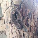 Image of Moderate Leaf-toed Gecko