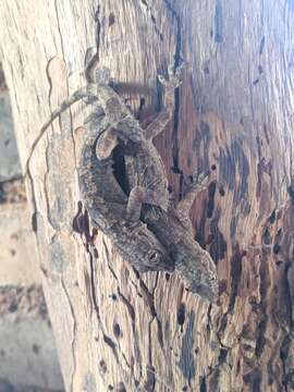 Image of Moderate Leaf-toed Gecko