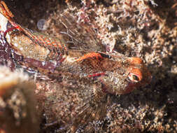 Image of Snubnose sculpin