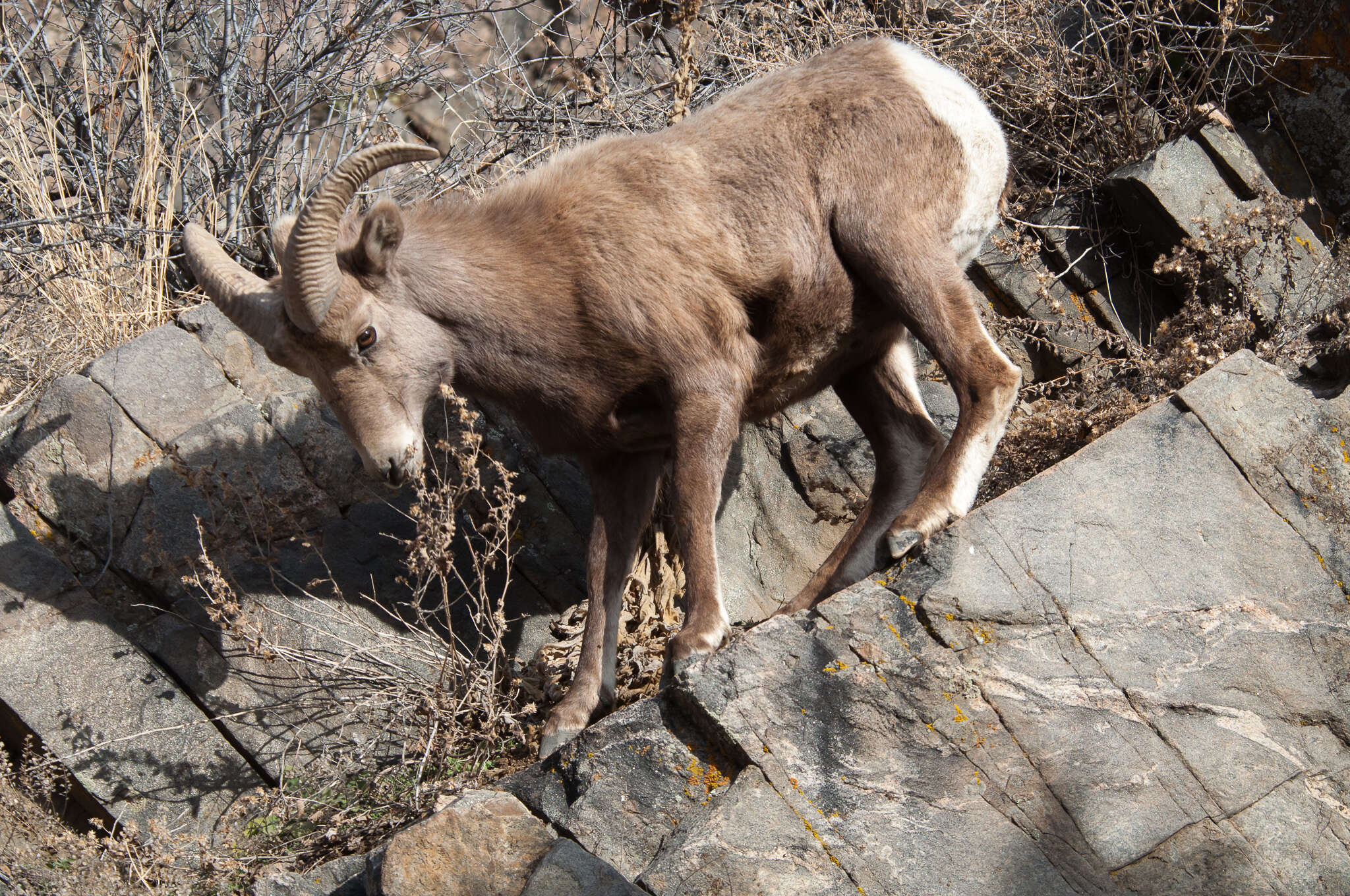 Imagem de Ovis canadensis canadensis Shaw 1804