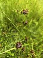 Image of Small-Head Beak Sedge