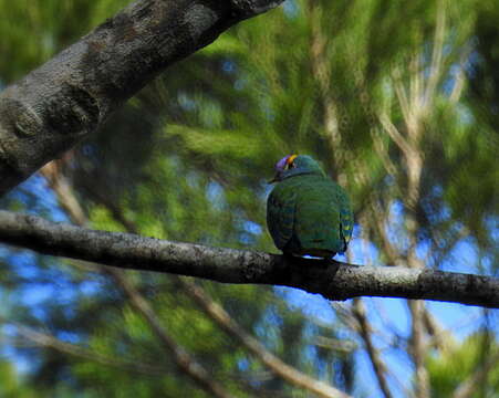 Image of Coroneted Fruit Dove