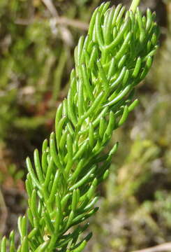 Imagem de Euryops pinnatipartitus (DC.) B. Nordenst.