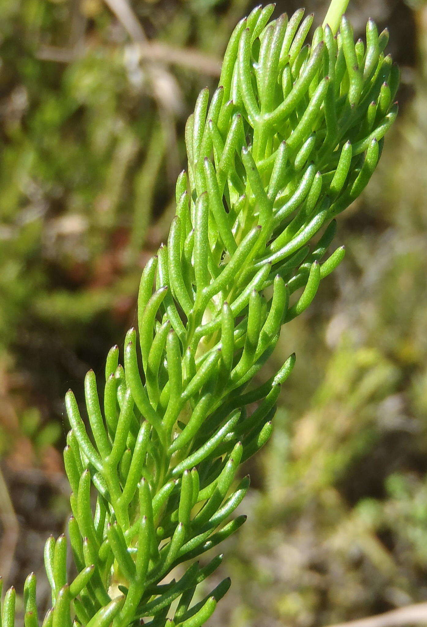 Image of Euryops pinnatipartitus (DC.) B. Nordenst.