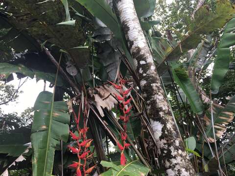 Image of Heliconia curtispatha Petersen