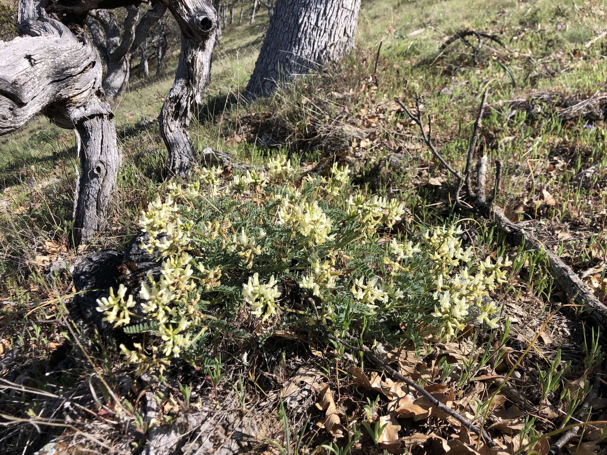 Plancia ëd Astragalus accidens S. Wats.