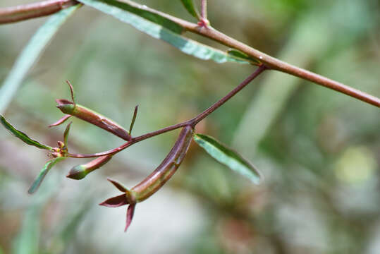 Image of Ludwigia perennis L.