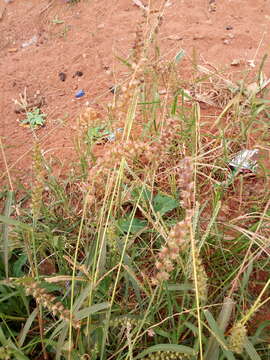 Image of Indian sandbur