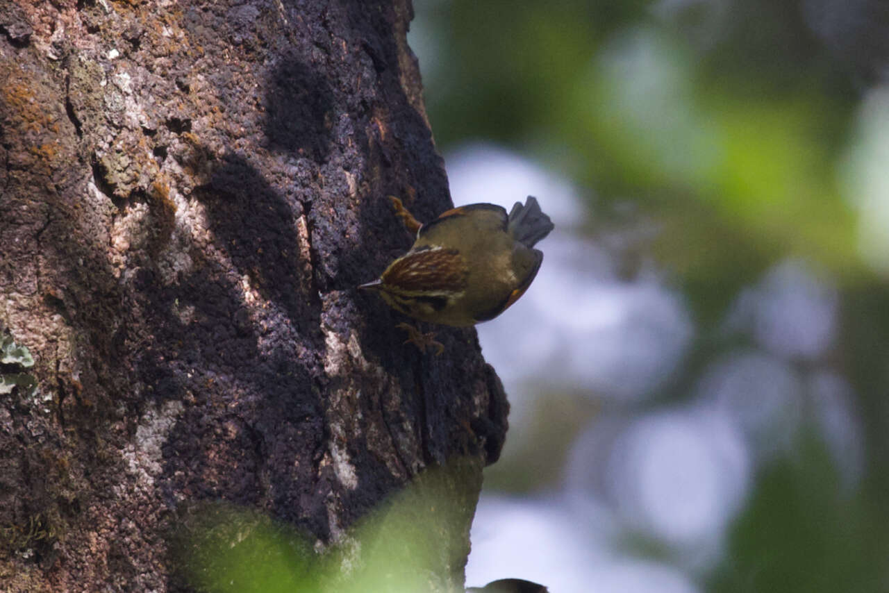 Image of Rufous-winged Fulvetta