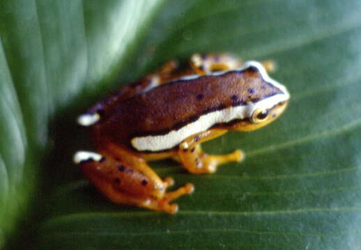 Image of Mitchell's Reed Frog