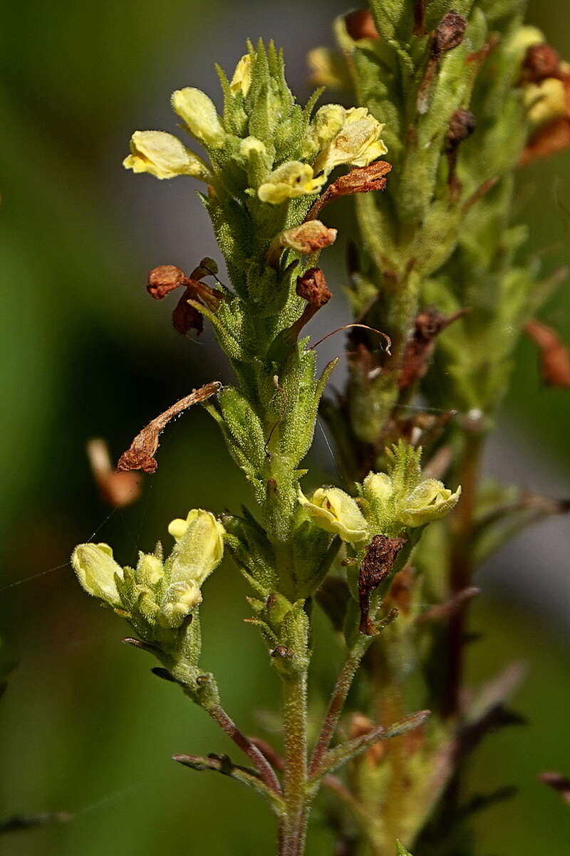 Image of Euphrasia scabra R. Br.