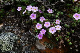 Image of Androsace delavayi Franch.