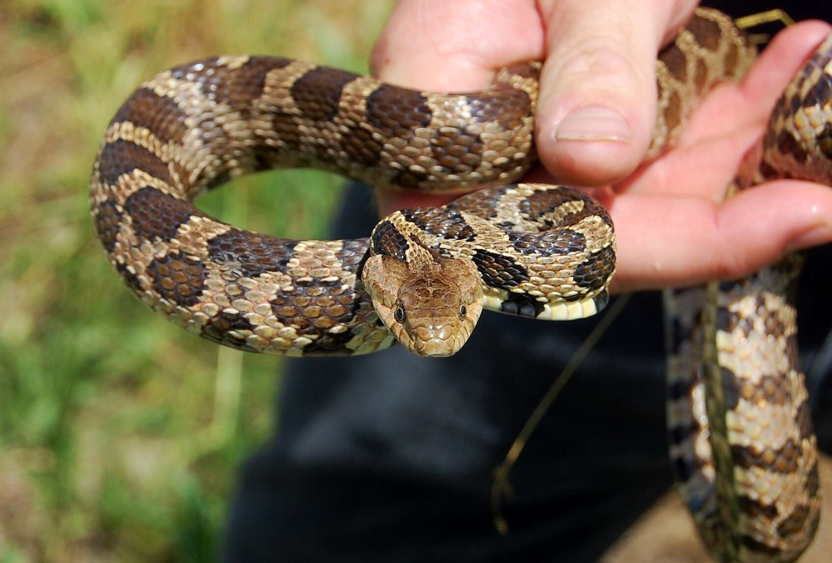 Image of Pantherophis ramspotti Crother, White, Savage, Eckstut, Graham & Gardner 2011