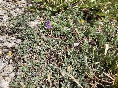 Image of spiny milkvetch