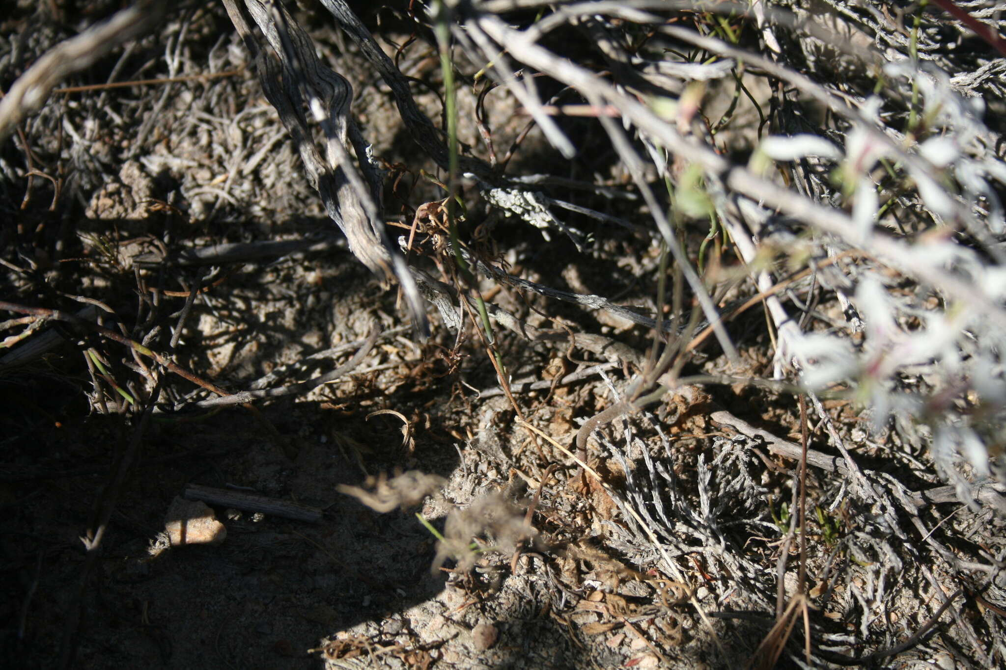 Image of Pelargonium fergusoniae L. Bolus