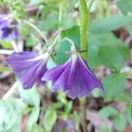 Solanum demissum Lindl.的圖片