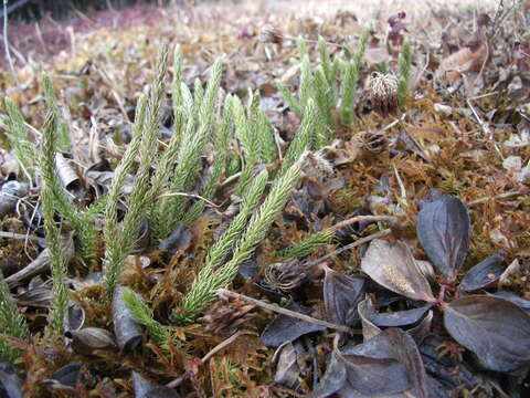 Image of one-cone clubmoss