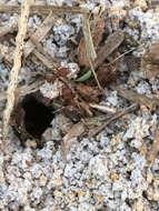 Image of Texas Leaf Cutting Ant