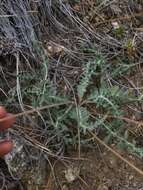 Plancia ëd Balsamorhiza lanata (W. M. Sharp) W. A. Weber