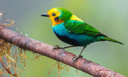 Image of Multicolored Tanager