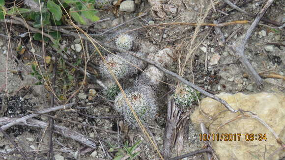 Image of Mammillaria sphacelata subsp. sphacelata