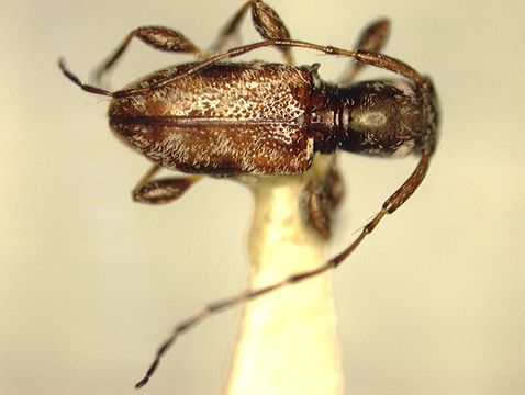 Image of <i>Decarthria boricua</i> Micheli 2003