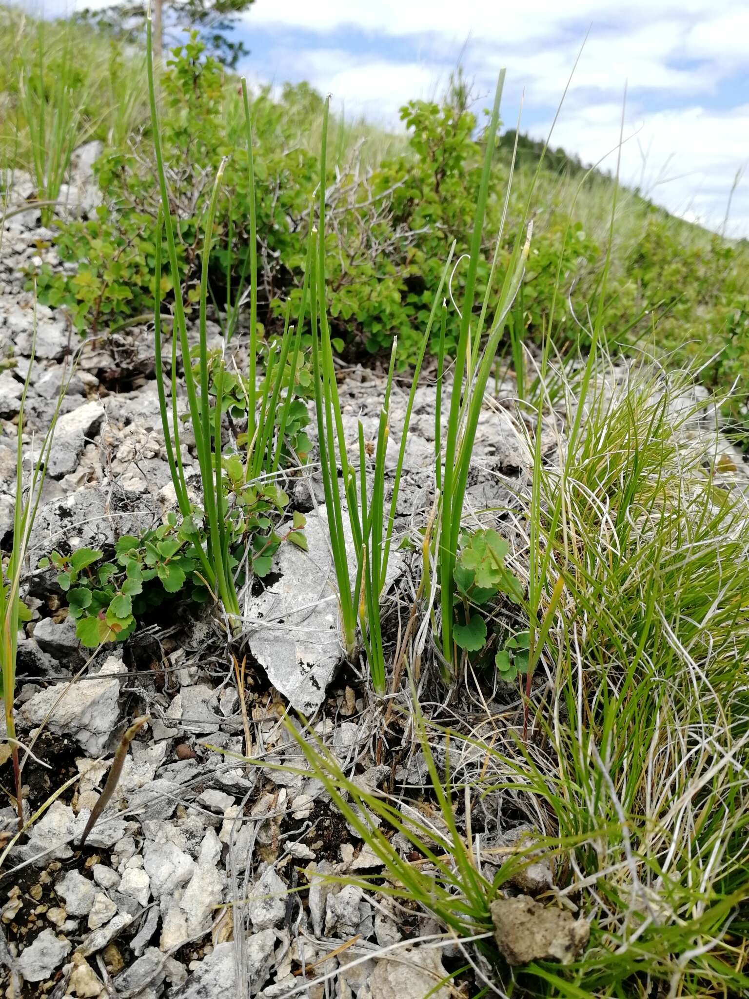 Image of Allium rubens Schrad. ex Willd.