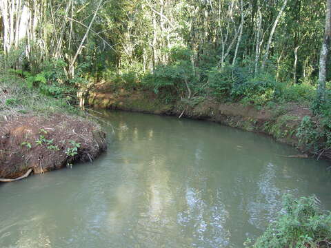 Imagem de Guadua trinii (Nees) Rupr.