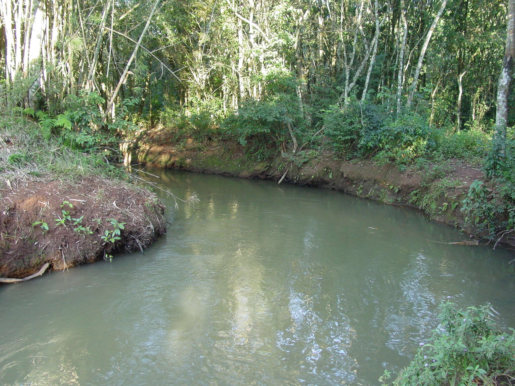 Image de Guadua trinii (Nees) Rupr.