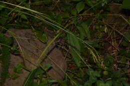 صورة Carex sylvatica subsp. sylvatica