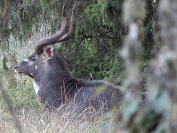 Image of Mountain nyala