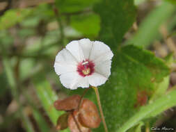 Image of Jacquemontia gracillima (Choisy) Hall. fil.