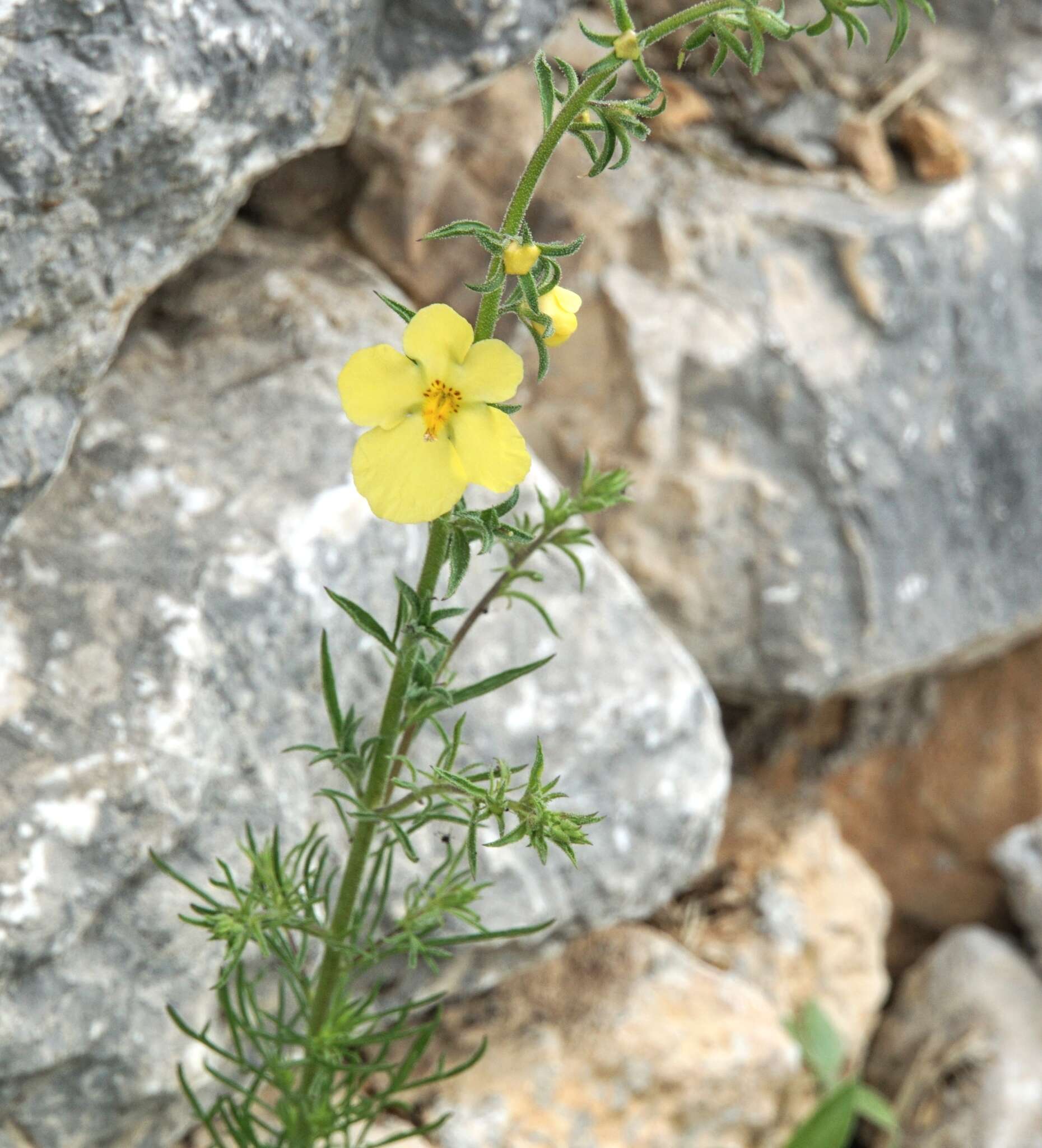 Sivun Verbascum orientale (L.) All. kuva