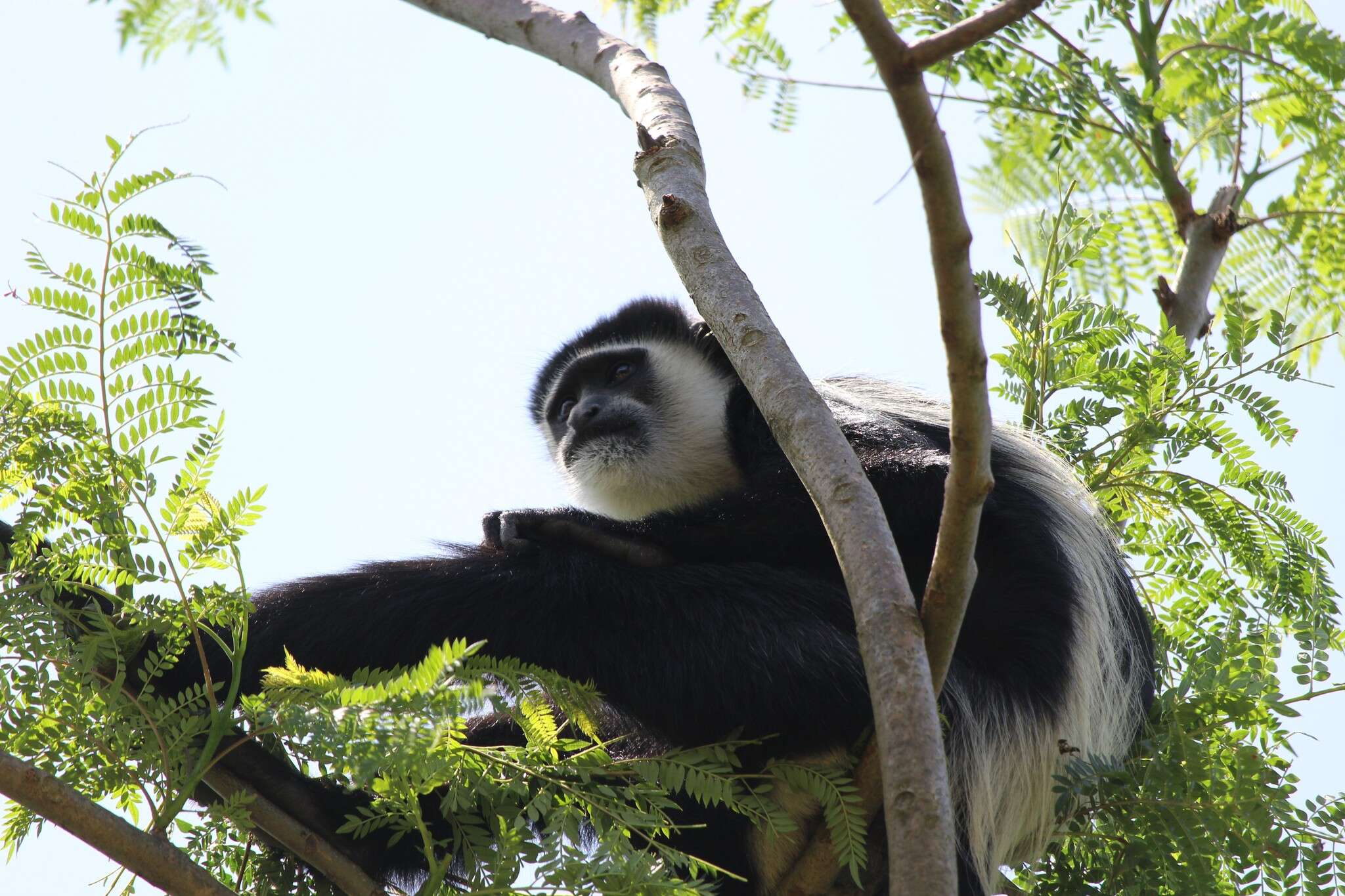 Image of Colobus guereza occidentalis (de Rochebrune 1887)