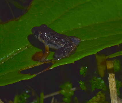 Image of Napo Tropical Bullfrog