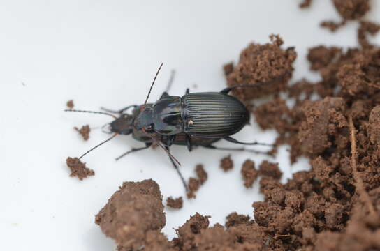 Слика од Poecilus (Poecilus) versicolor (Sturm 1824)