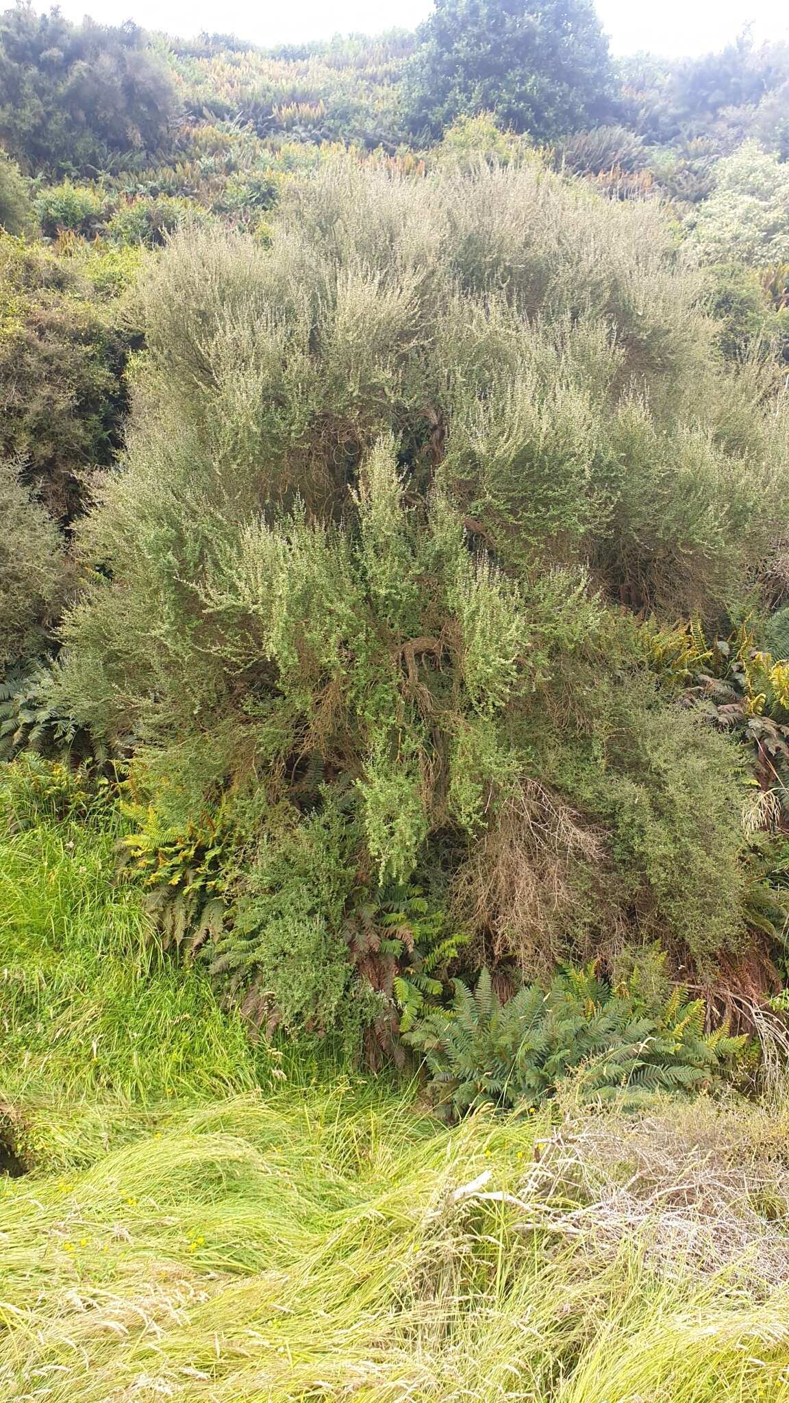 Image of Olearia fimbriata M. Heads