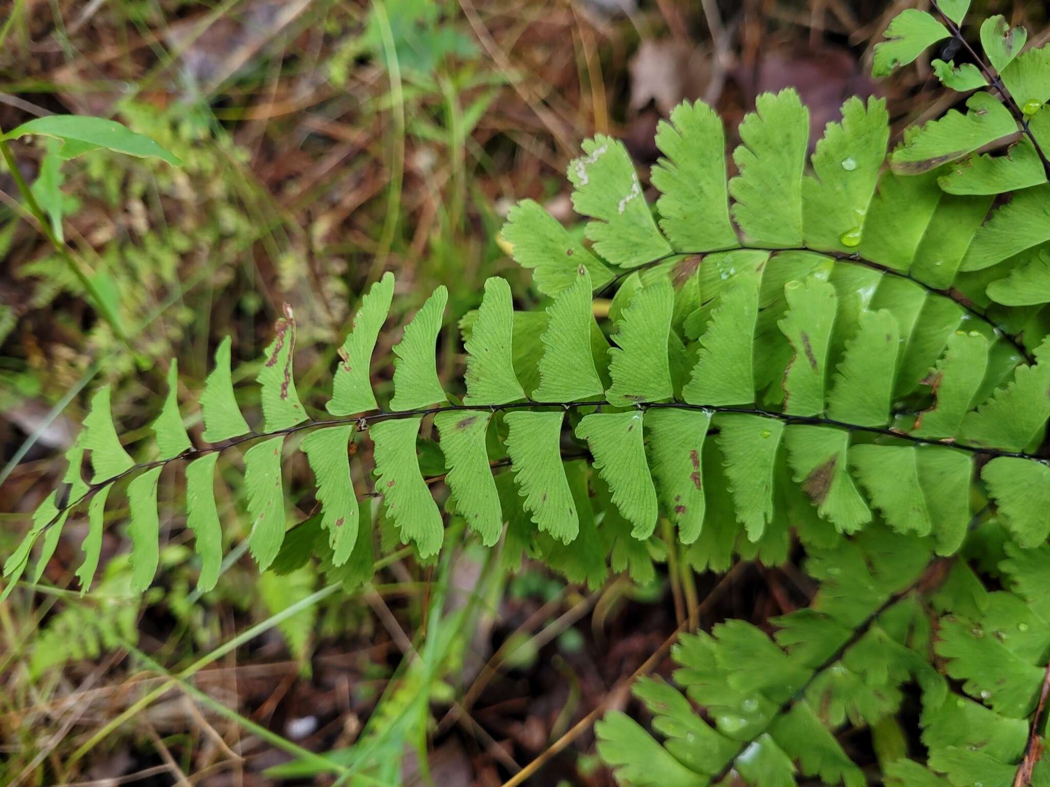 Imagem de Adiantum viridimontanum Paris