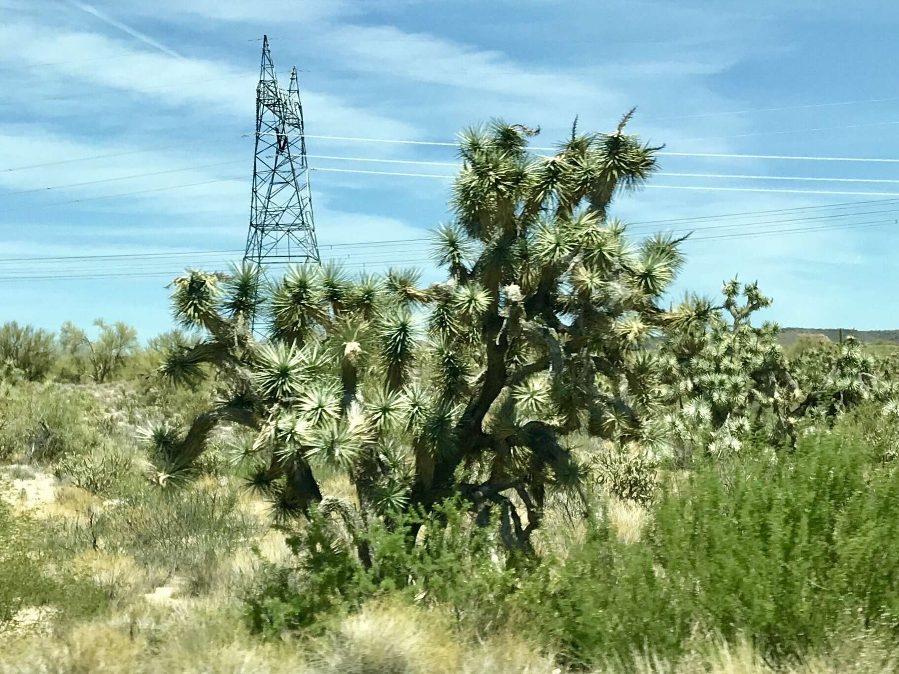 Image of Joshua tree