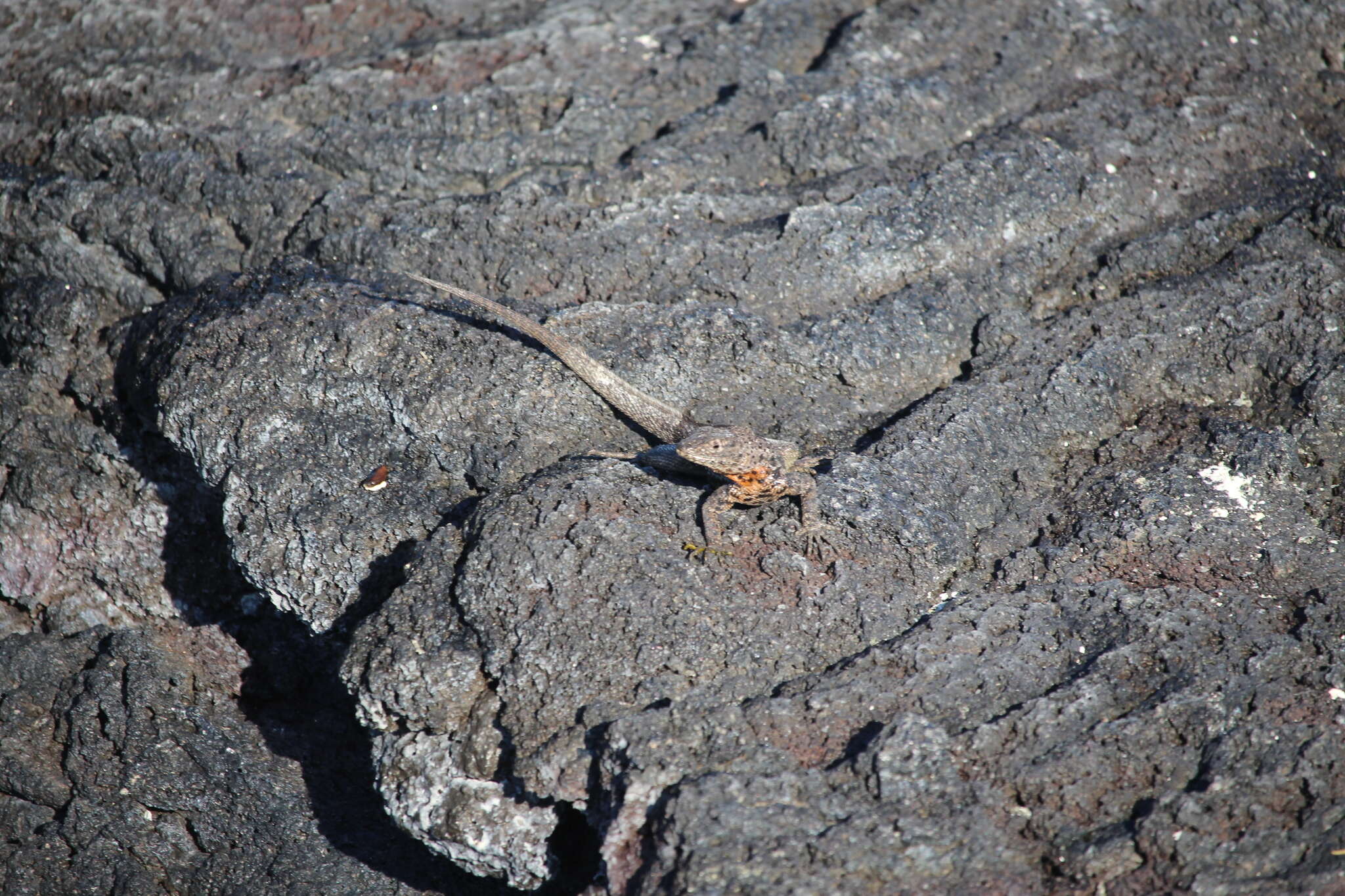 Image of Galapagos Lava Lizard